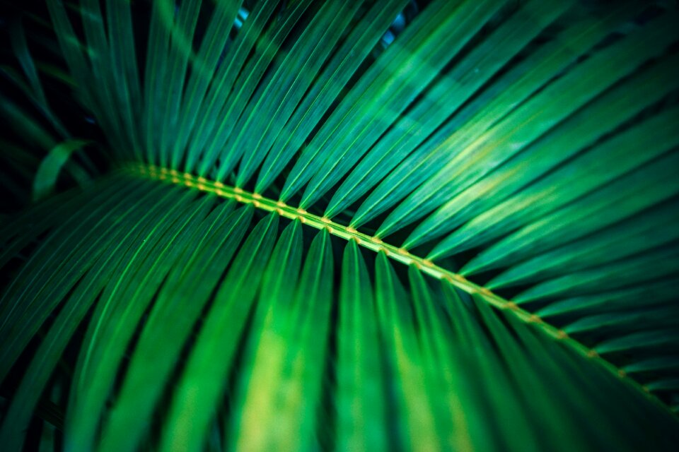 Close-up detail environment