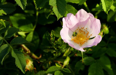 Garden sun light