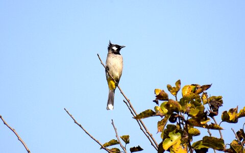 Sky wildlife tree photo