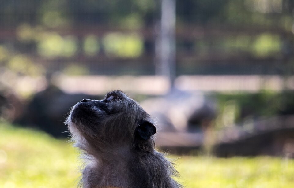 Animal animal world nature