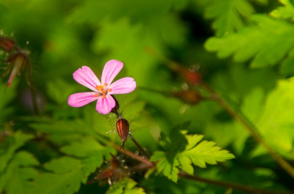 Bloom star red