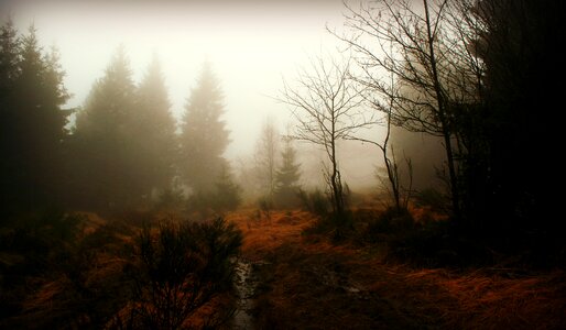 Trees autumn nebellandschaft photo