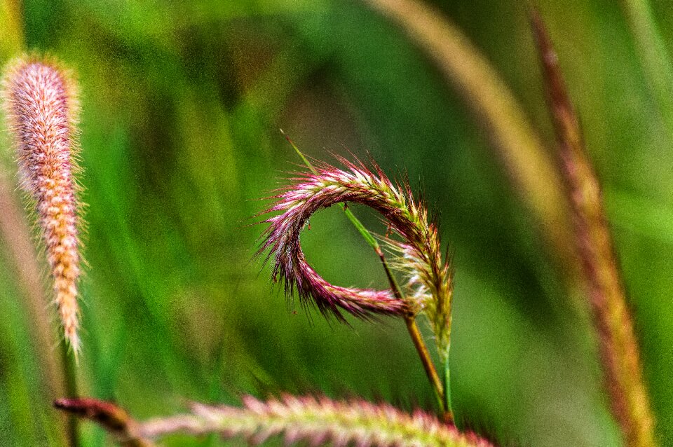 Nature green harvest photo