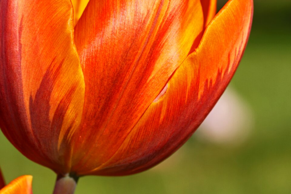 Bloom blossom flora