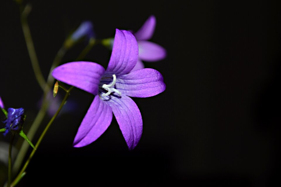 The bell meadow macro