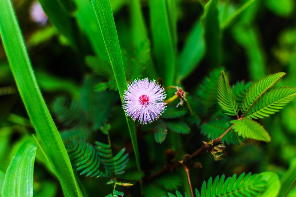 Nature green harvest photo