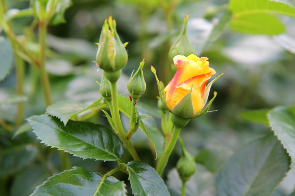 Yellow rose pink flowers flowering