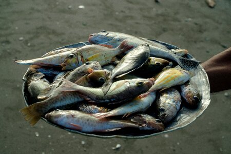 Fresh catch fish beach photo