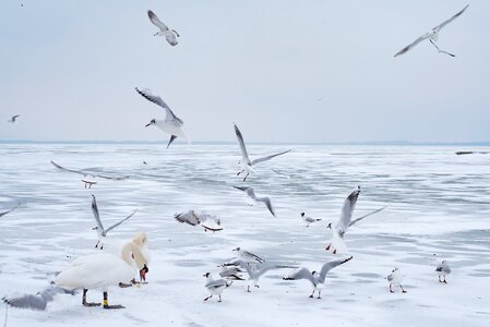 Seagull ice lake photo