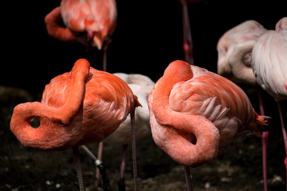 Animal world orange exotic