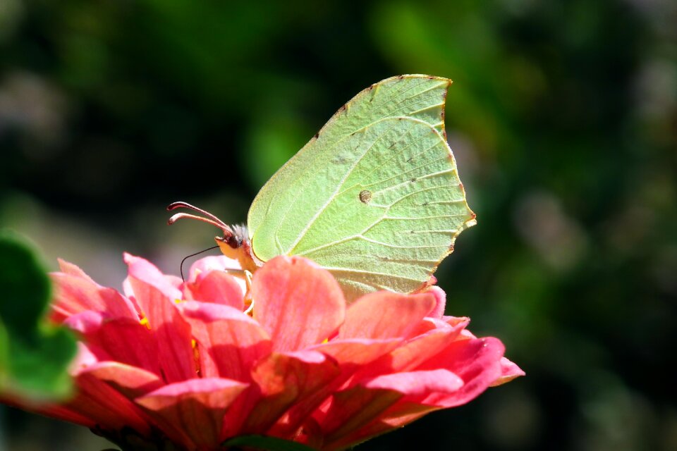 Flower wings summer photo