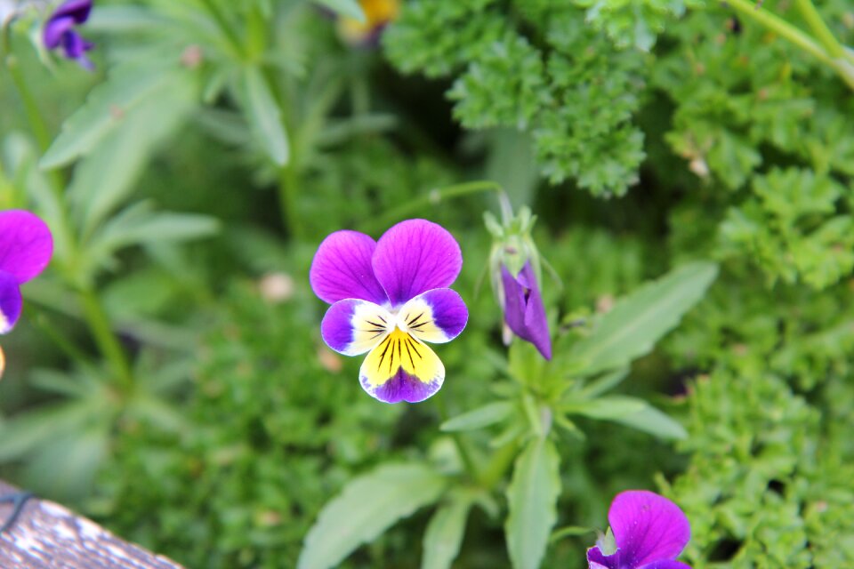 Flower of thought flowering flowers flowers