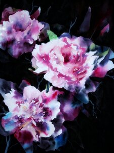 Flowers black background noble