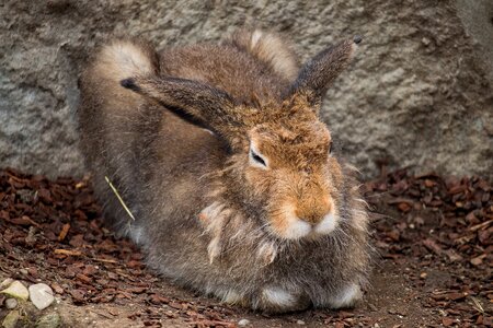 Mammal rabbit long eared photo
