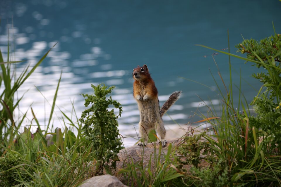 Wildlife nature biology