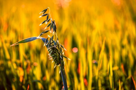 Agriculture avena licorice photo