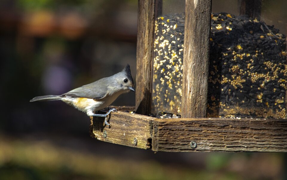 Bird feeder nature wildlife