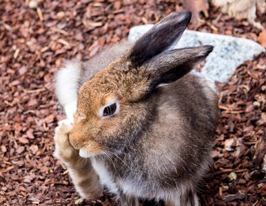 Mammal rabbit long eared photo