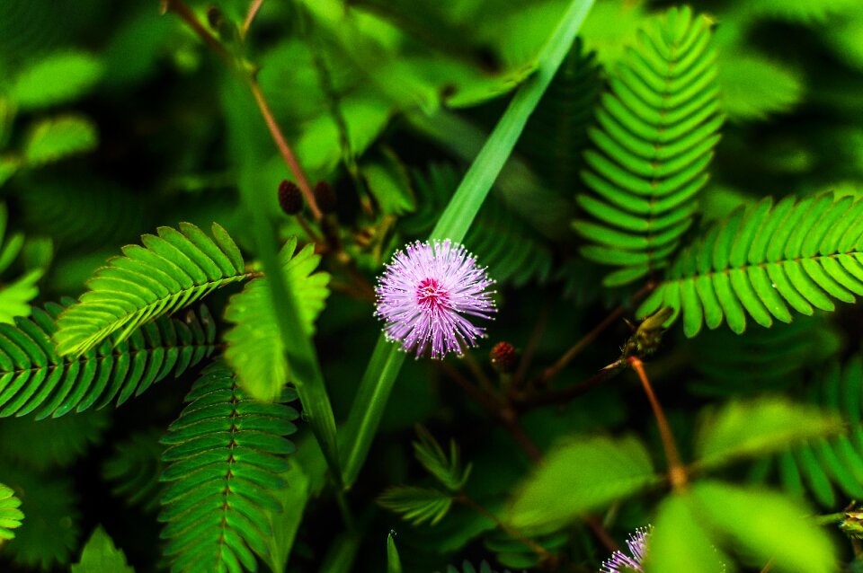 Nature green harvest photo