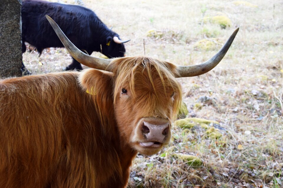 Horns cattle pasture