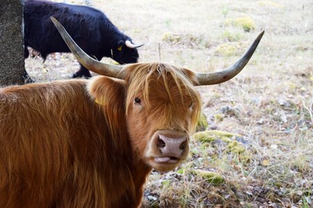 Horns cattle pasture photo