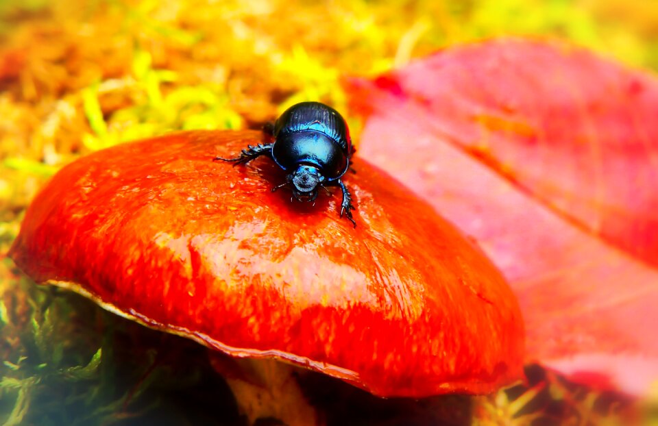 Maslak autumn seasons of the year