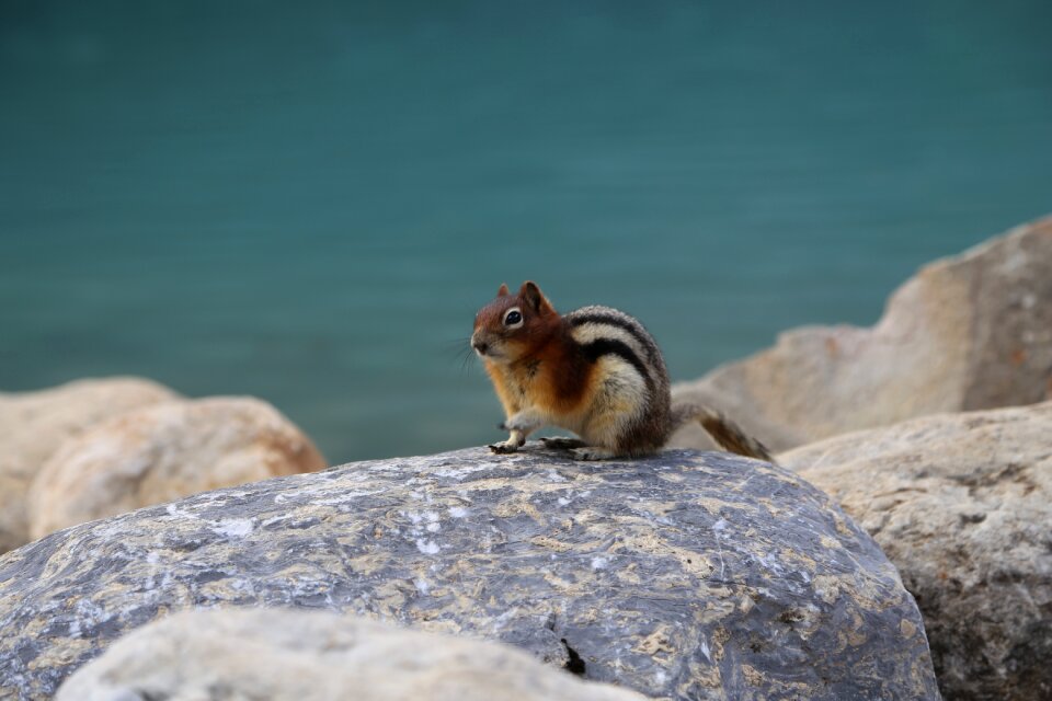 Wildlife nature biology