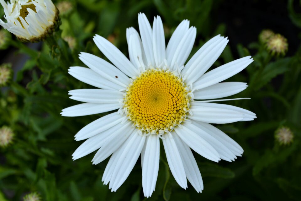 Bloom nature white