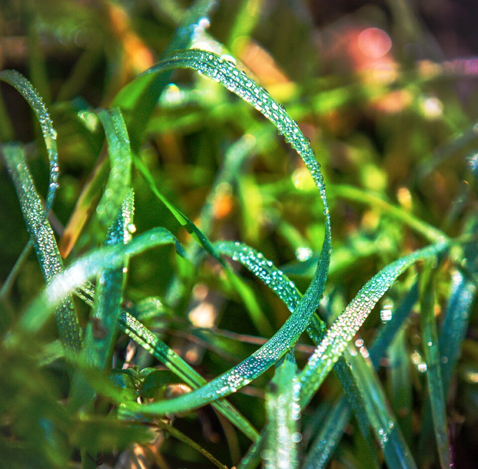 Morning green bokeh