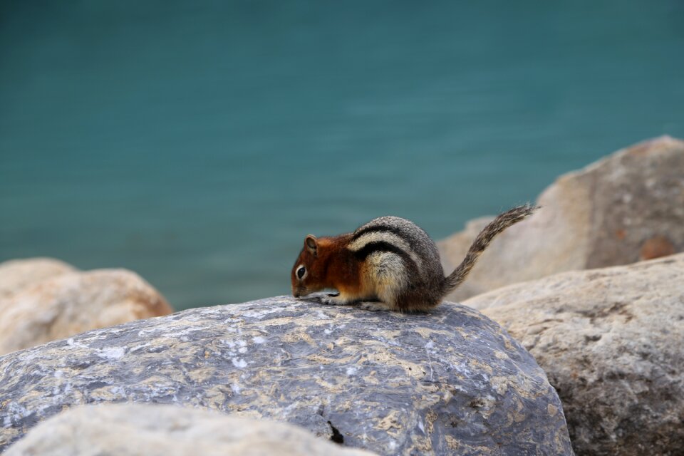Wildlife nature biology