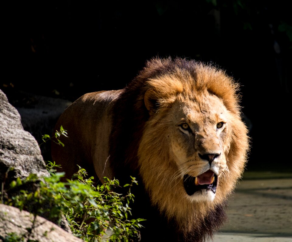 Animal animal world mane