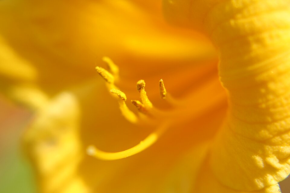 Closeup daylily spring