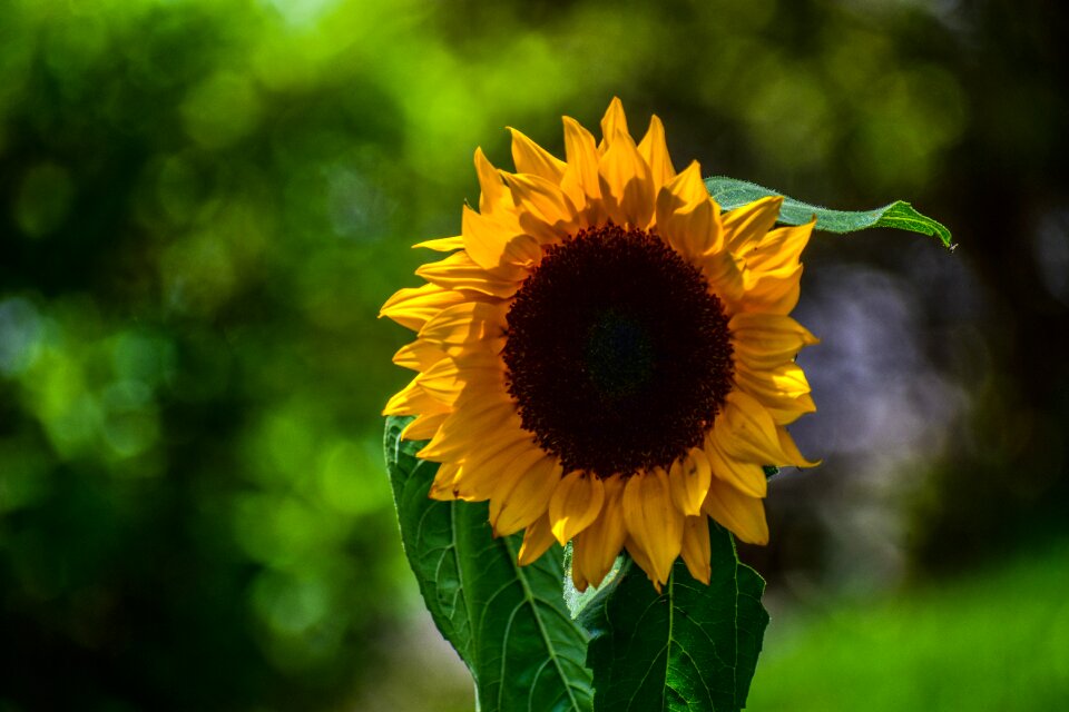 Nature flower colorful