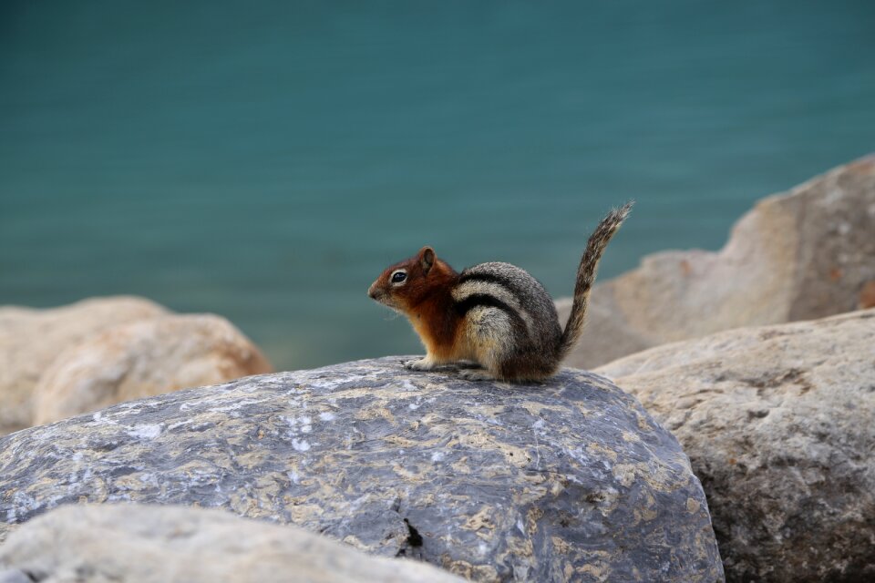 Wildlife nature biology