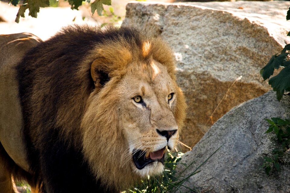 Animal animal world mane