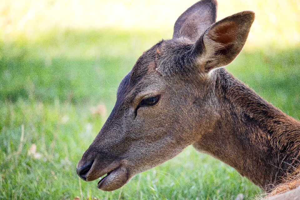 Animal animal world nature