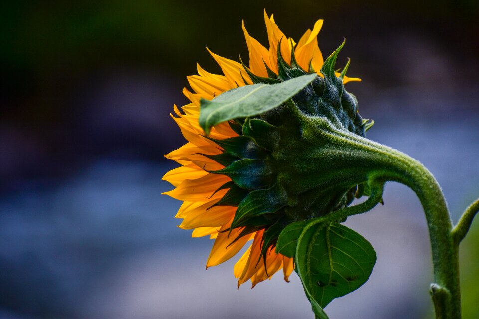 Nature flower colorful