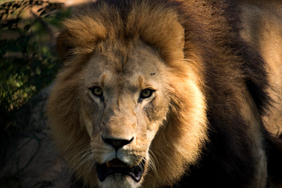 Animal animal world mane