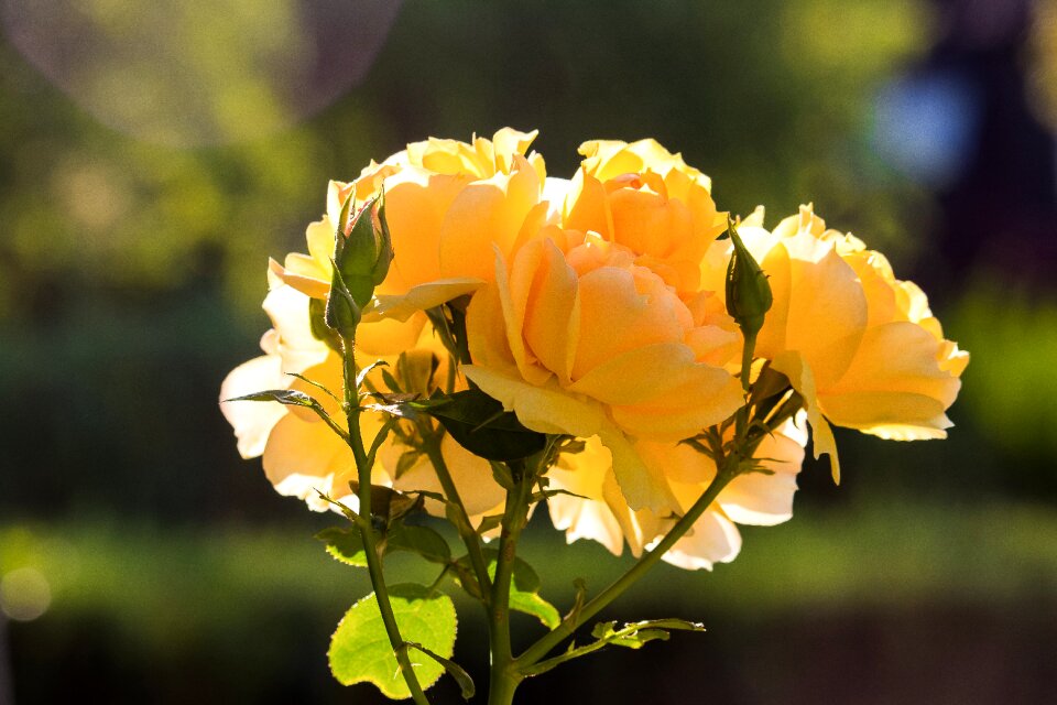 Ornamental plant flower nature