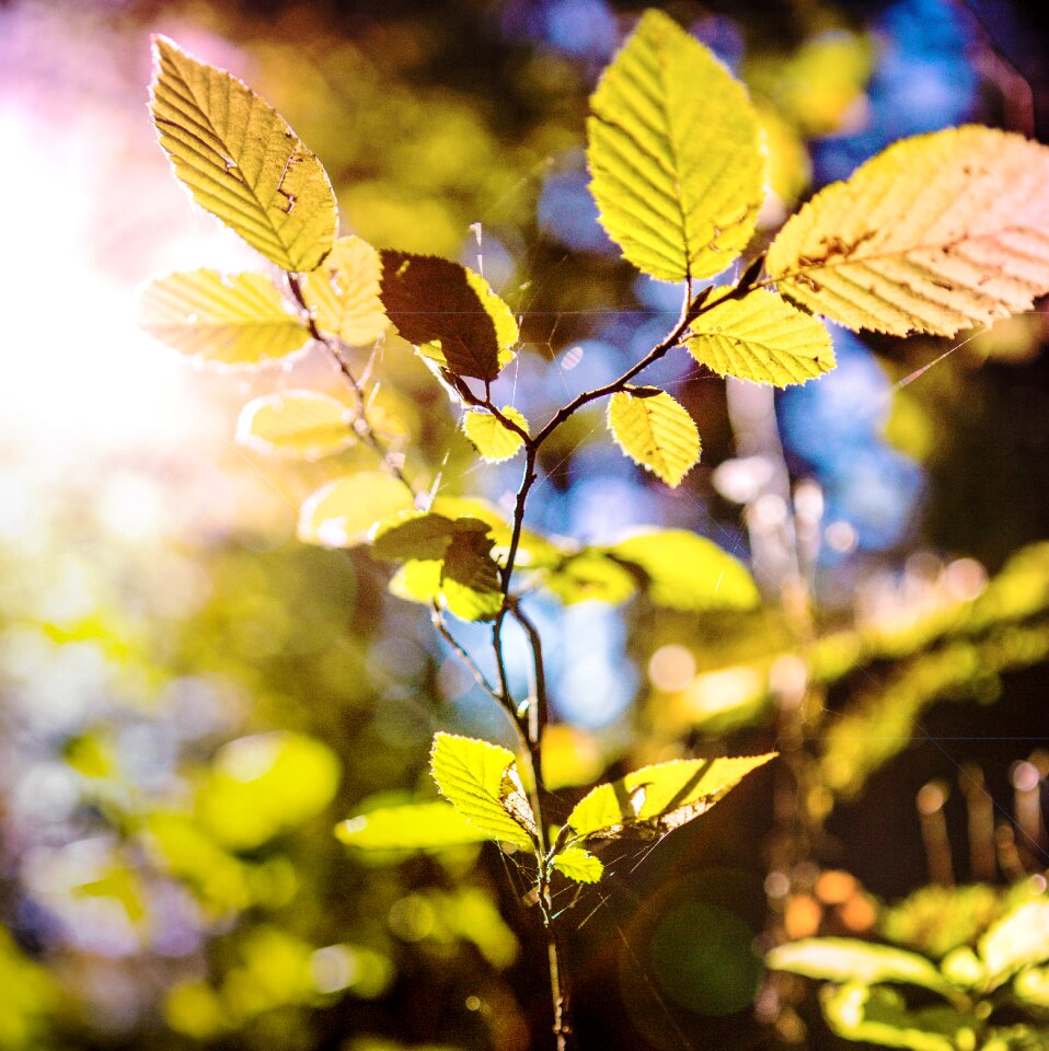 Morning green bokeh