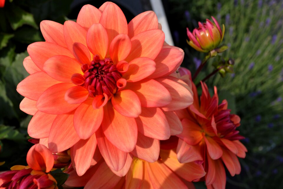 Flower blossom bloom
