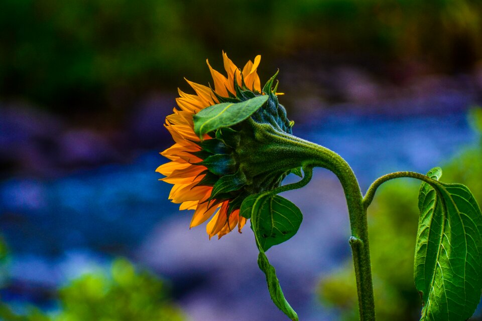 Nature flower colorful