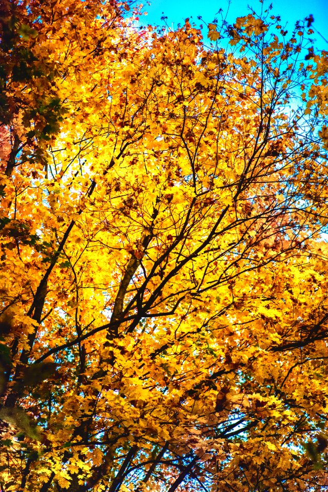Forest sun tree