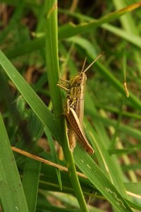 Grasshopper insect meadow