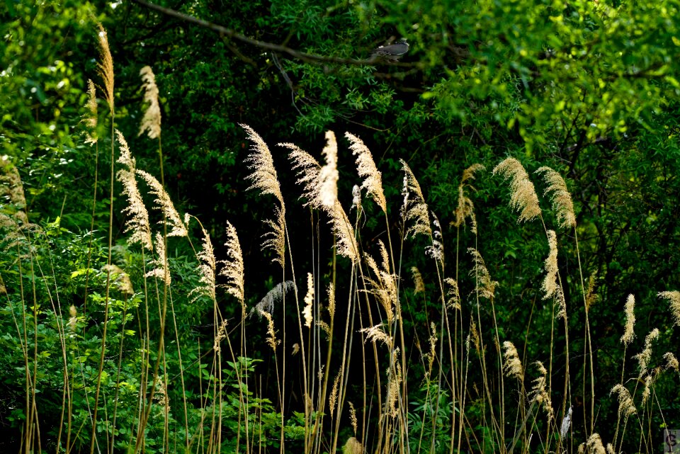Plant summer lawn