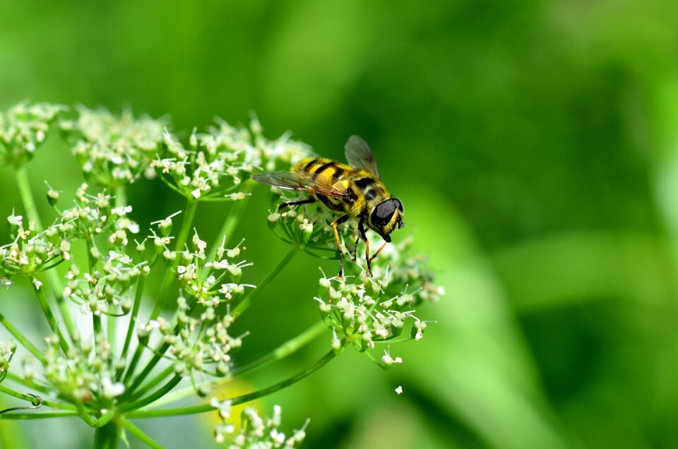 Bloom fly hover fly