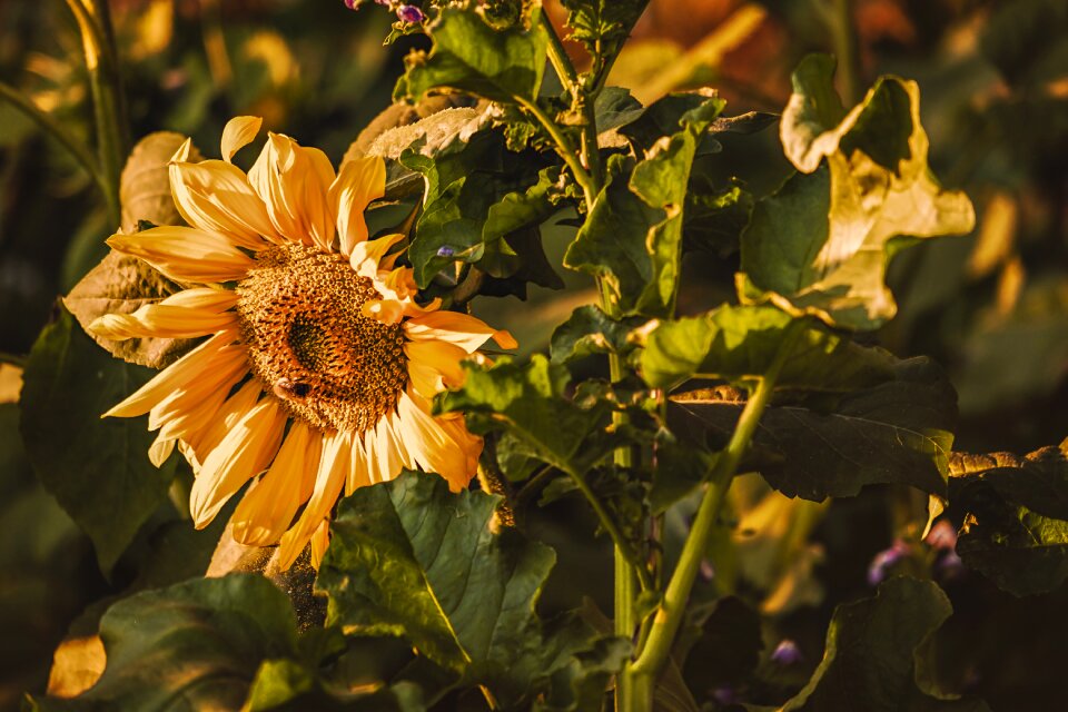 Helianthus annuus bright autumn