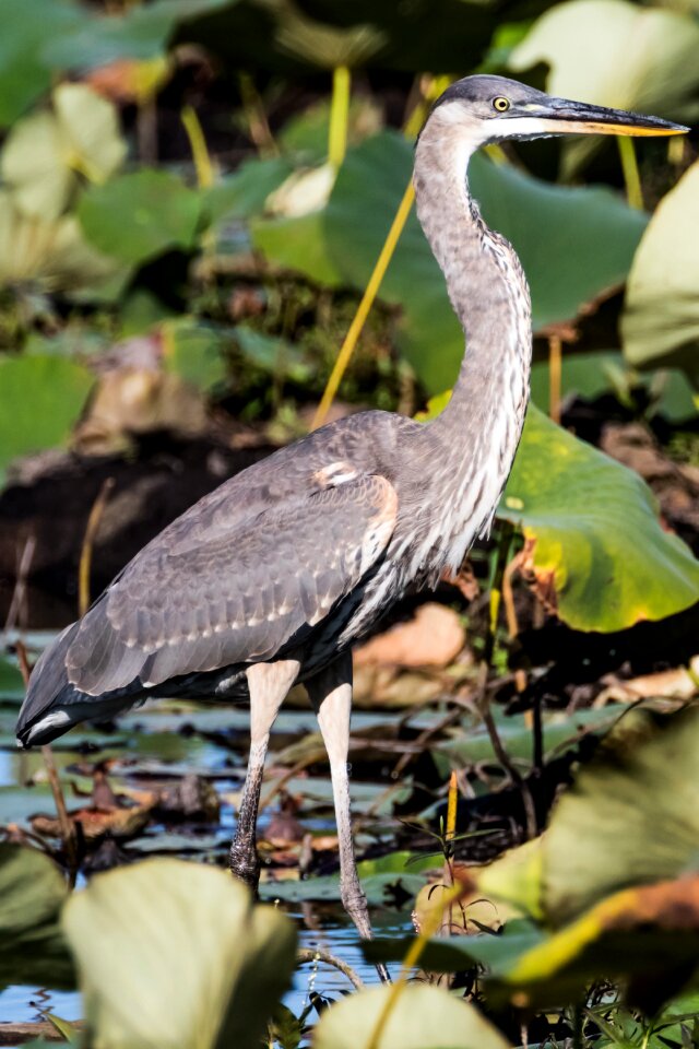 Blue heron birding lake