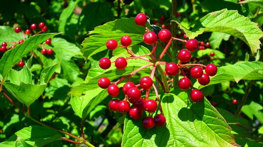 Red berries foliage photo