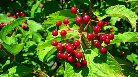 Red berries foliage